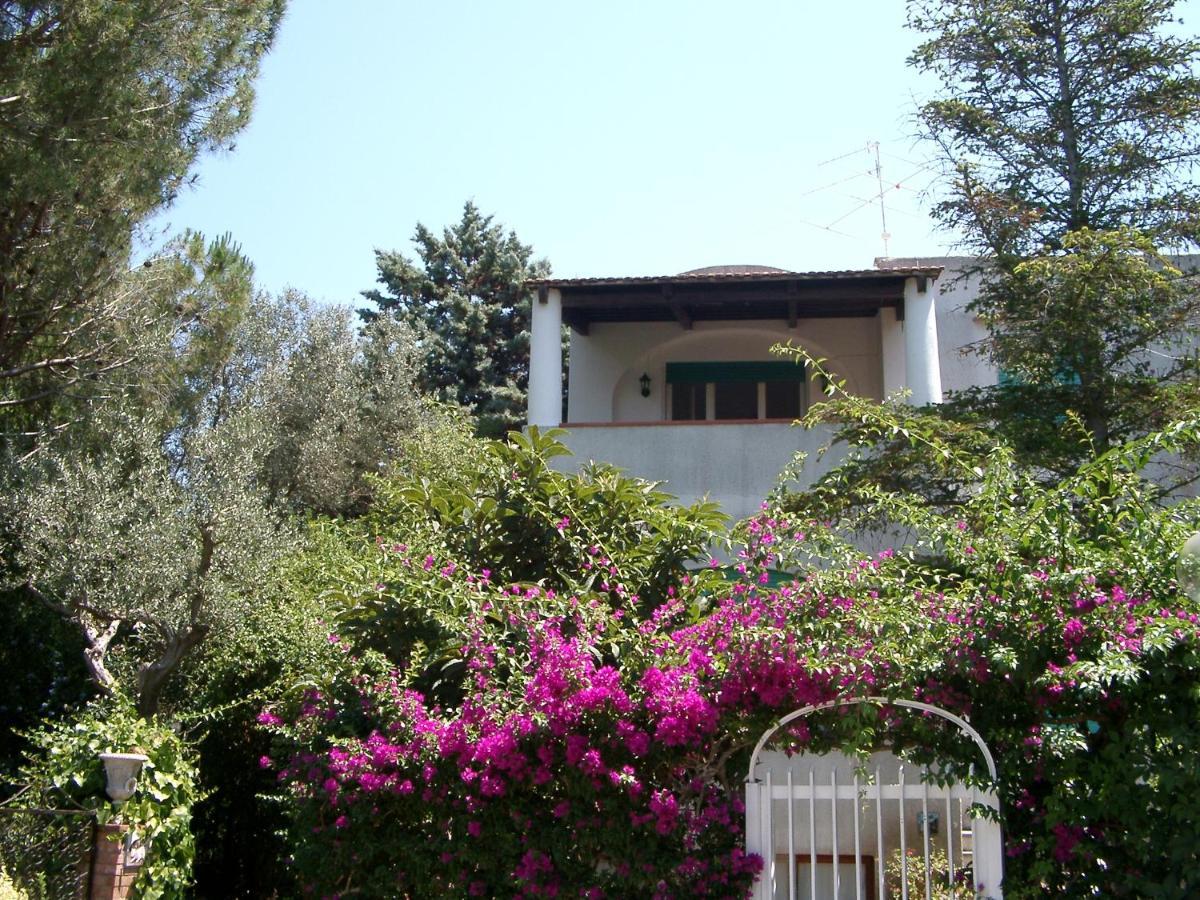 Matisse - Damecuta Park